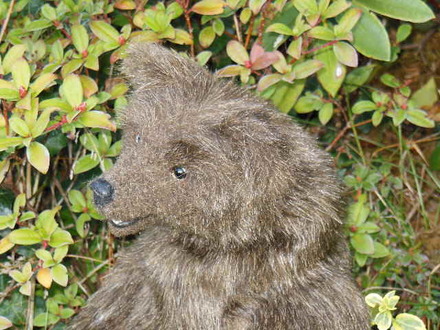Braunbär 03 Braunbär 03