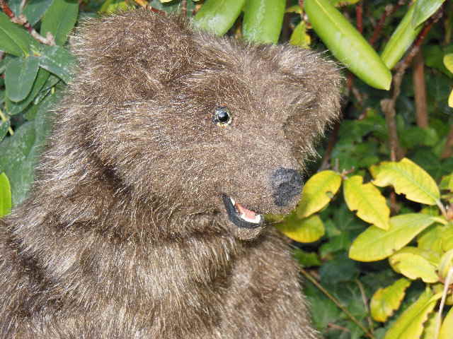 Braunbär 12 Braunbär 12