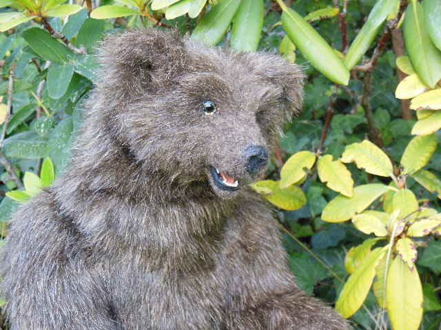 Braunbär 13 Braunbär 13