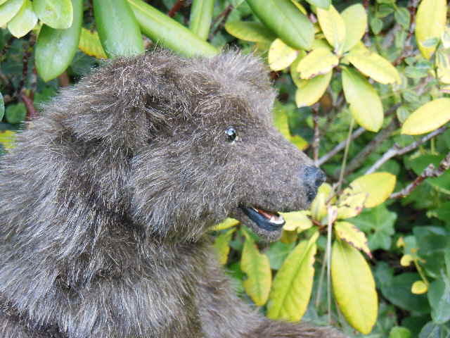 Braunbär 14 Braunbär 14