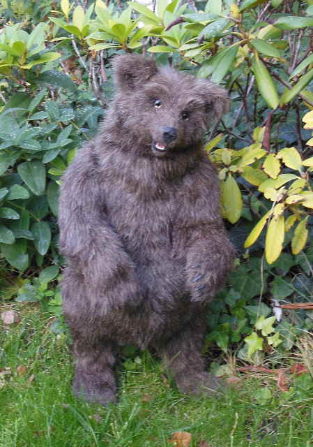 Braunbär 17b Braunbär 17b