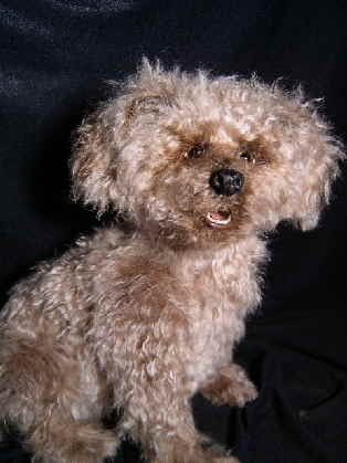 Buddy 13