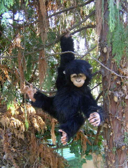 Chico04