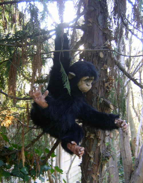Chico07