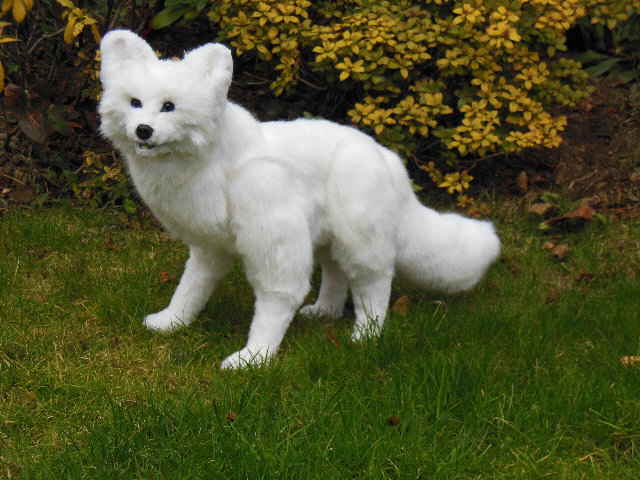 Eisfuchs02 Eisfuchs02