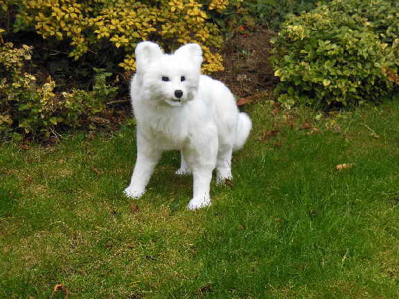 Eisfuchs03 Eisfuchs03