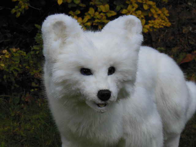 Eisfuchs08 Eisfuchs08