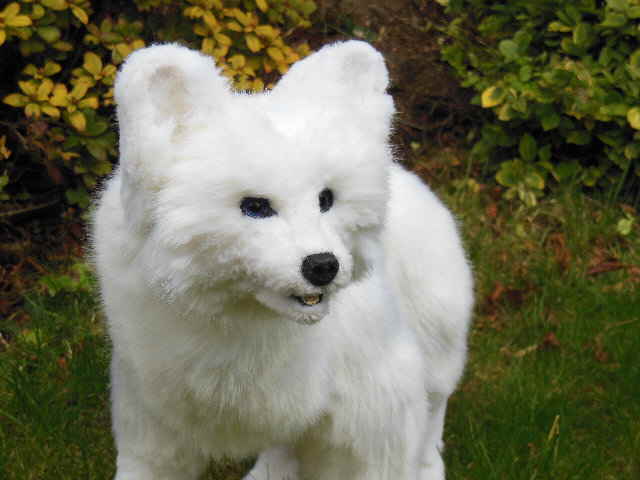 Eisfuchs09 Eisfuchs09