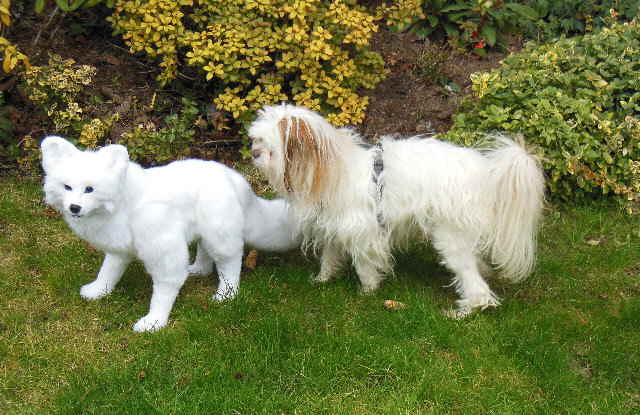 Eisfuchs15b Eisfuchs15b