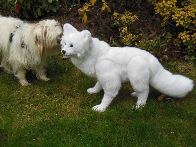 Eisfuchs20 Eisfuchs20