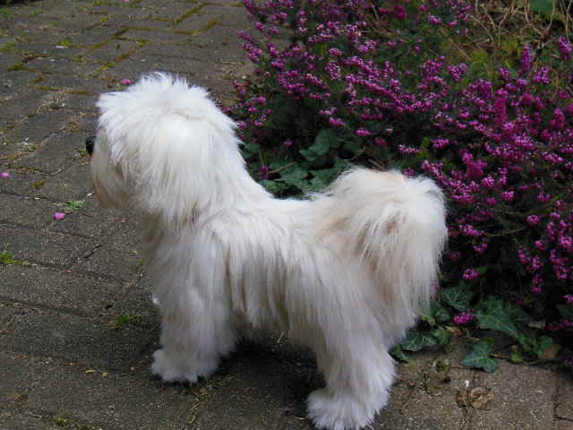 Hazel02 Hazel02