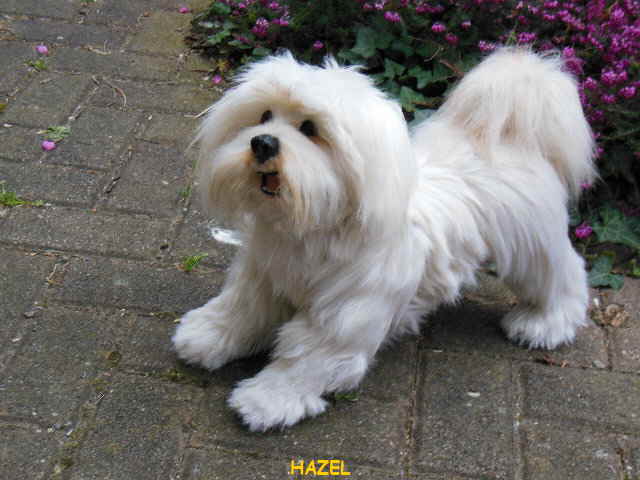 Hazel06