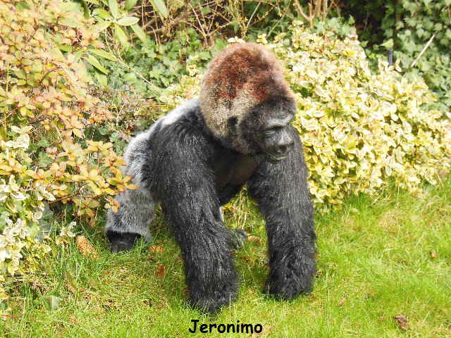 Jeronimo03