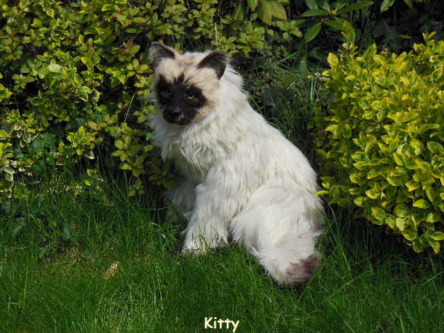 KittyHP07