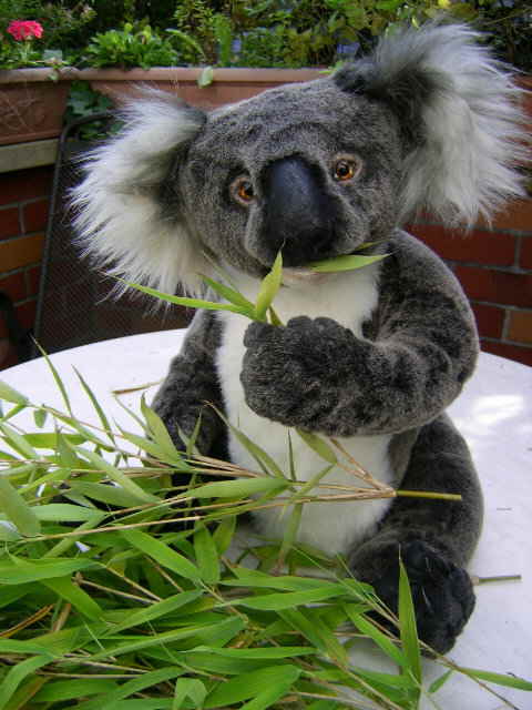 Koala03 Koala03