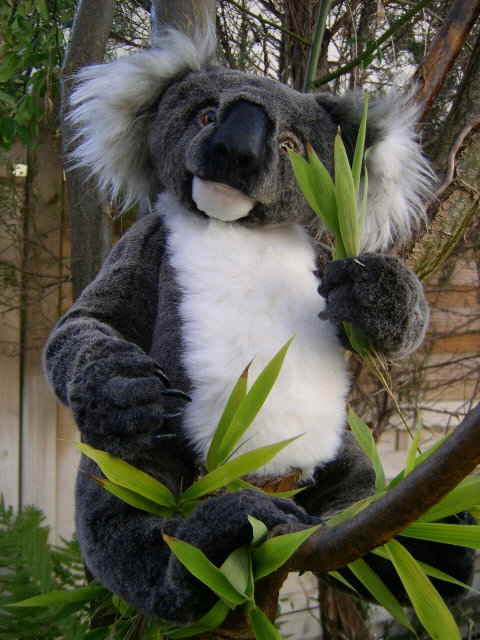 Koala11 Koala11