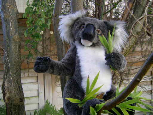 Koala13 Koala13