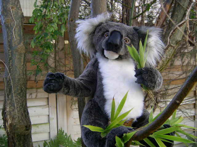 Koala13
