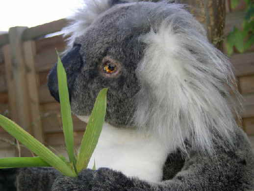 Koala19 Koala19