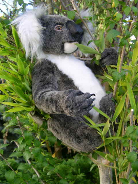 Koala24 Koala24