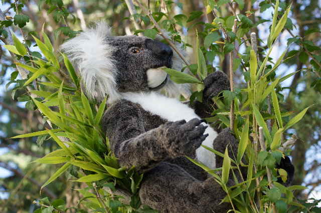Koala26 Koala26