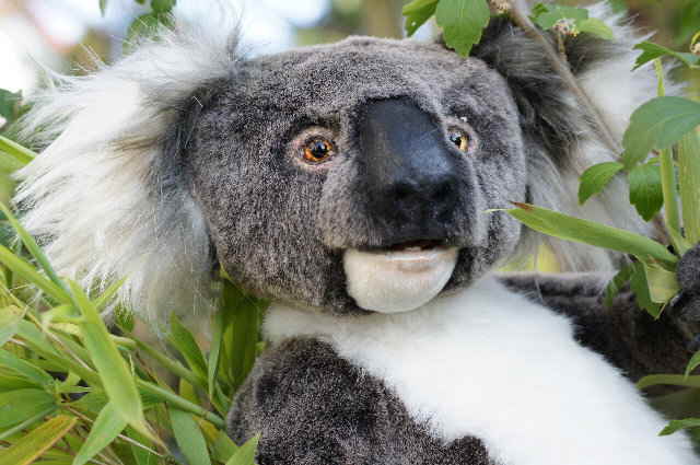 Koala30 Koala30