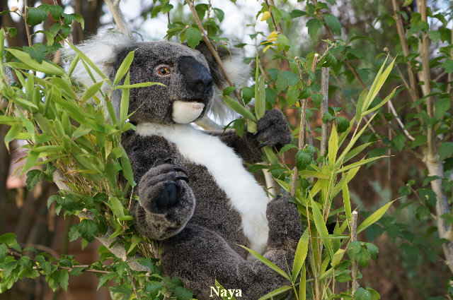 Koala34