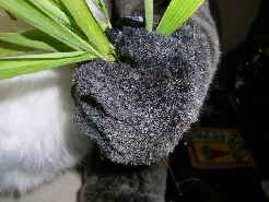 Koala38 Koala38