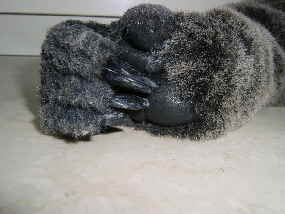 Koala40 Koala40