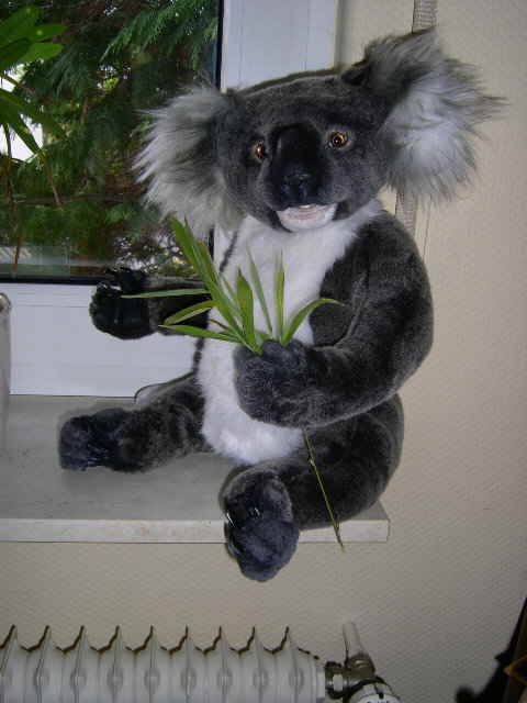 Koala42 Koala42