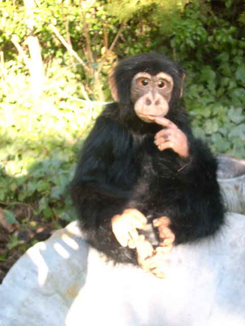 Nala01