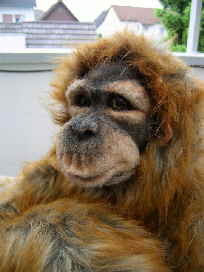 Orang11n Orang11n