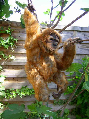 Orang23n Orang23n
