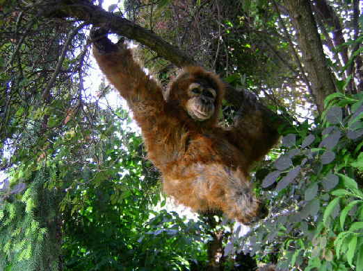 Orang29n Orang29n