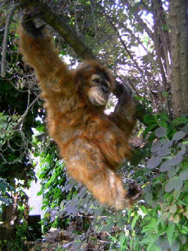 Orang36n Orang36n
