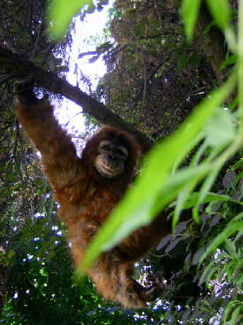 Orang41 n Orang41 n