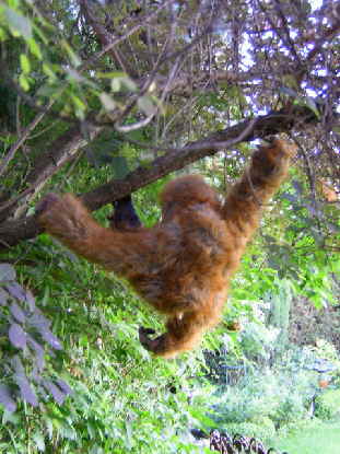 Orang44n Orang44n