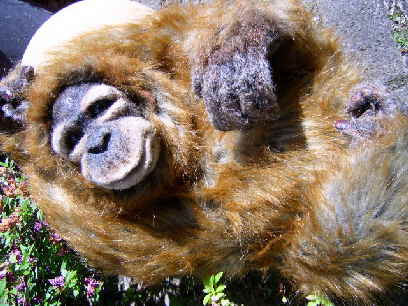 Orang54n Orang54n