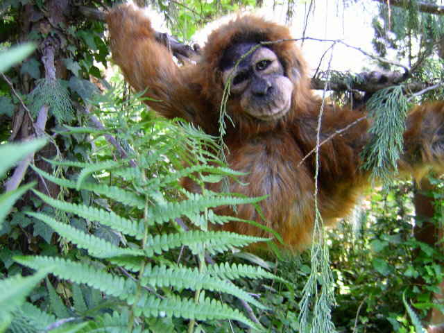 Orang65n Orang65n