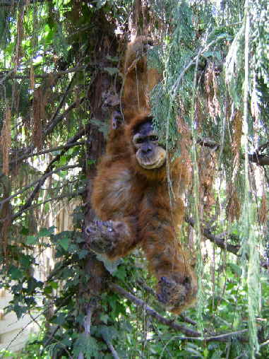 Orang74n Orang74n