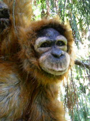 Orang78n Orang78n