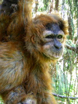 Orang79n Orang79n