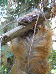 Orang84n Orang84n