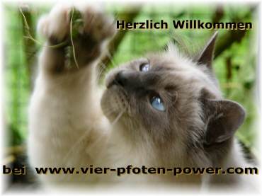 vierpfotenpower